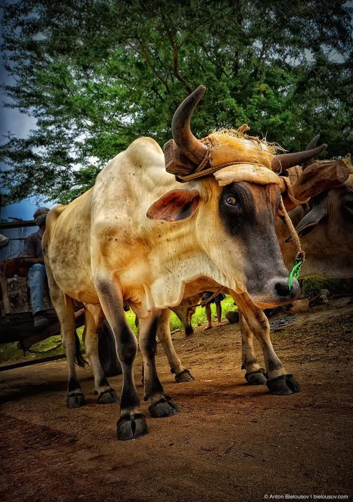Cuban ox