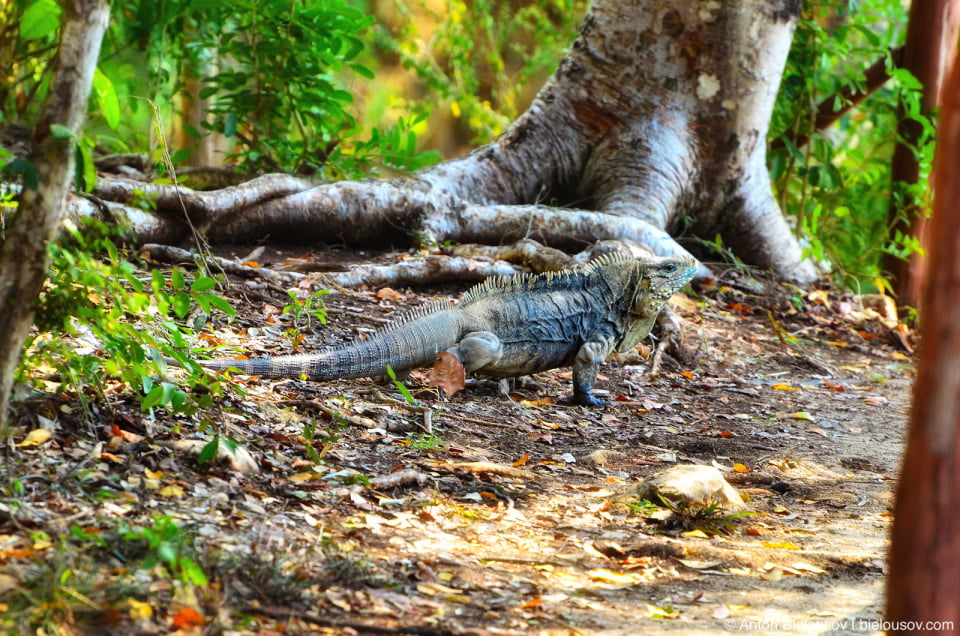 Cuban iguana