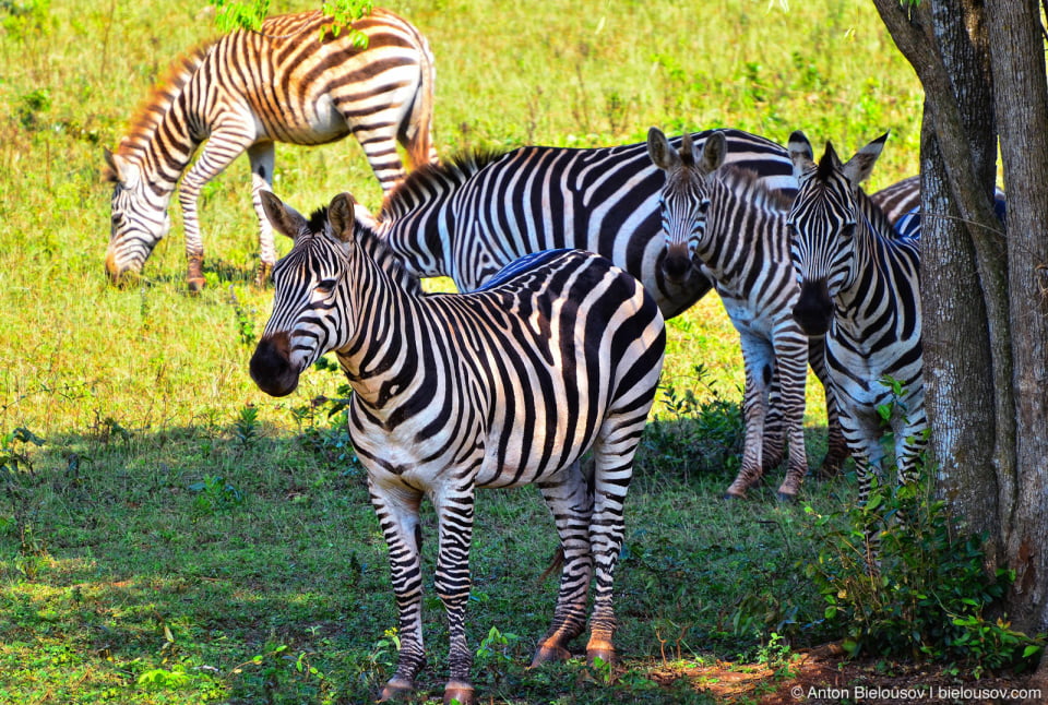 Cuban zebras
