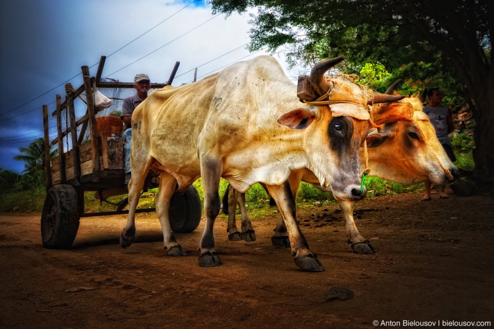 Cuban Ox