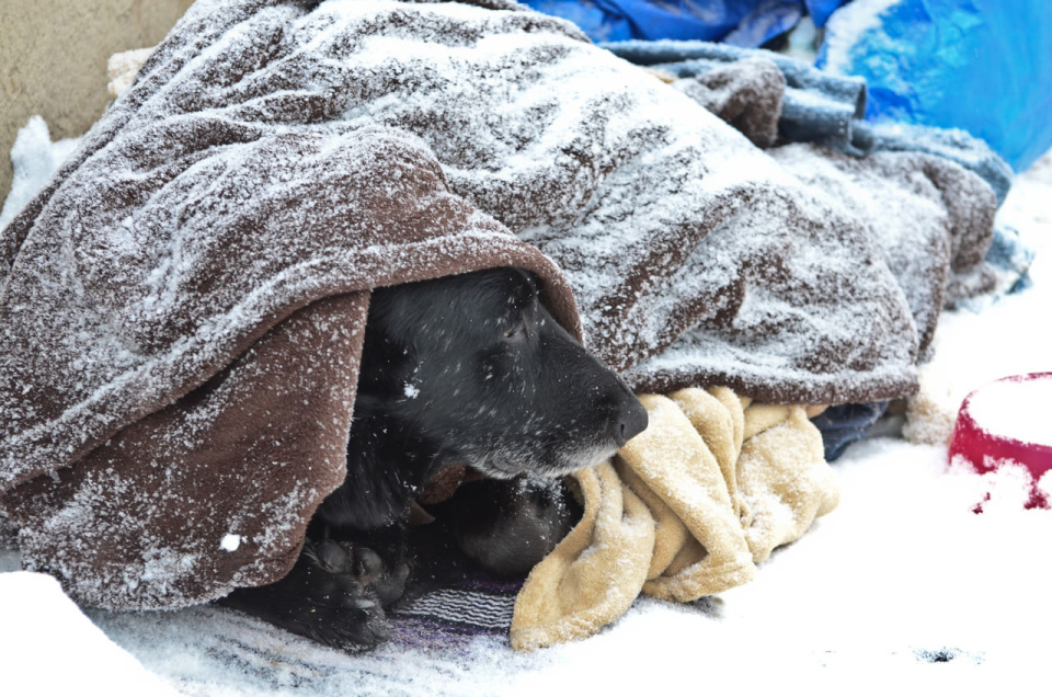 Homeless Dog Hiding From a Snow Storm in Toronto Downtown