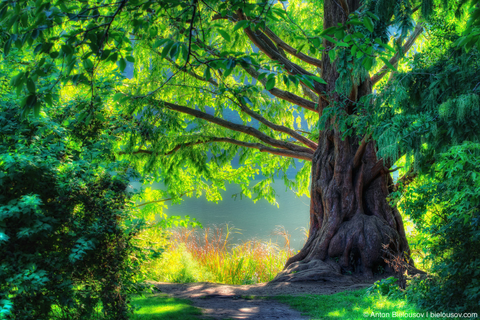 High Park Old Tree Fairy Tale