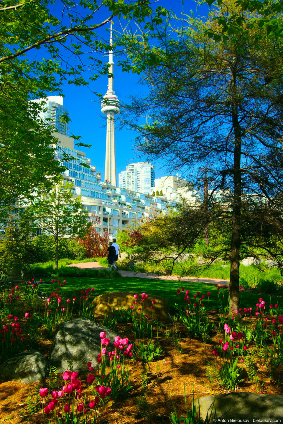 Toronto Music Garden view to CN Tower in spring