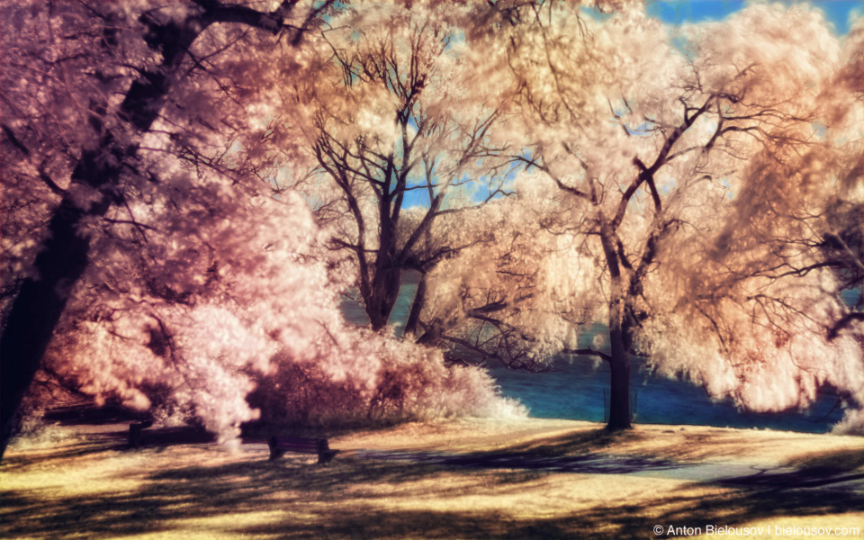 Toronto High Park in Infrared