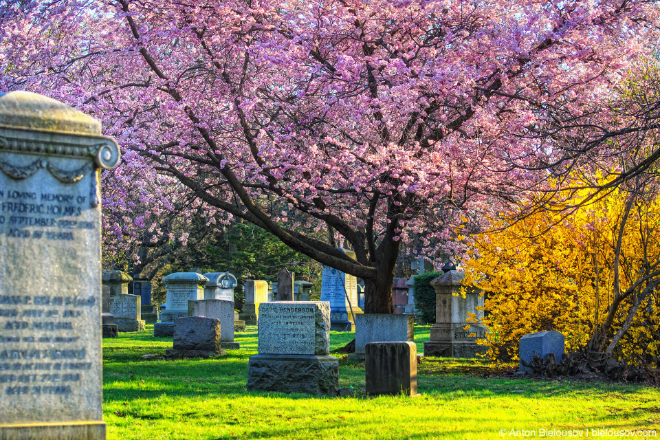 Cherry blossom at Mount Pleasant Cemetery in Toronto
