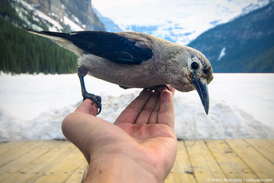 Feeding birds at Lake Louise in Banff National Park