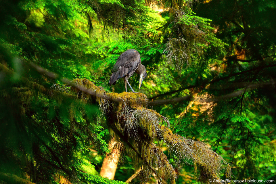 Grey heron on a tree in British Columbia rainforest