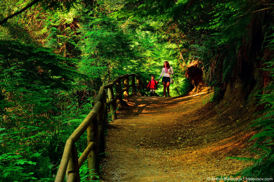 Walking British Columbia rainforest trail at Capilano Canyon
