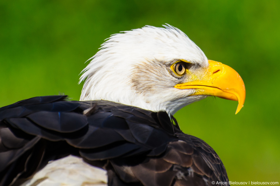 American Bald Eagle (Grouse Mountain)