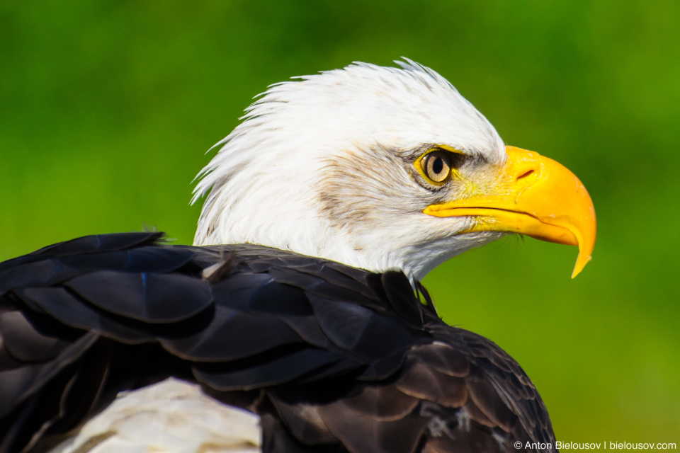 Bald Eagle — Grouse Mountain, North Vancouver, BC Bald Eagle — Grouse Mountain, North Vancouver, BC