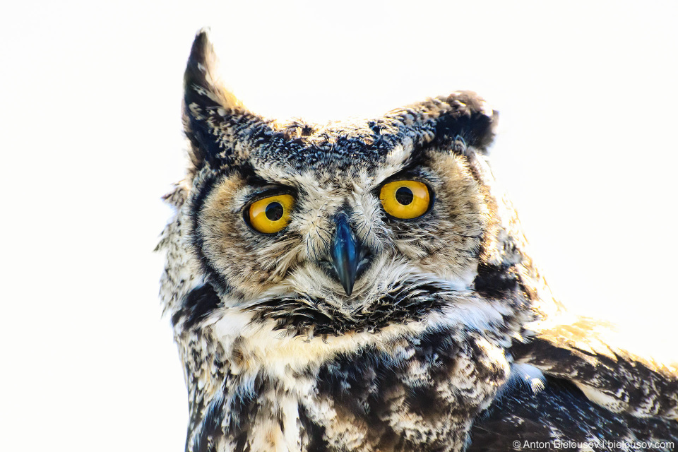 Виргинский филин (Great horned owl / Bubo virginianus) Виргинский филин (Great horned owl / Bubo virginianus)