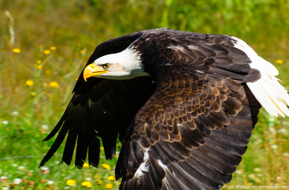 Bald Eagle — Grouse Mountain, North Vancouver, BC Bald Eagle — Grouse Mountain, North Vancouver, BC