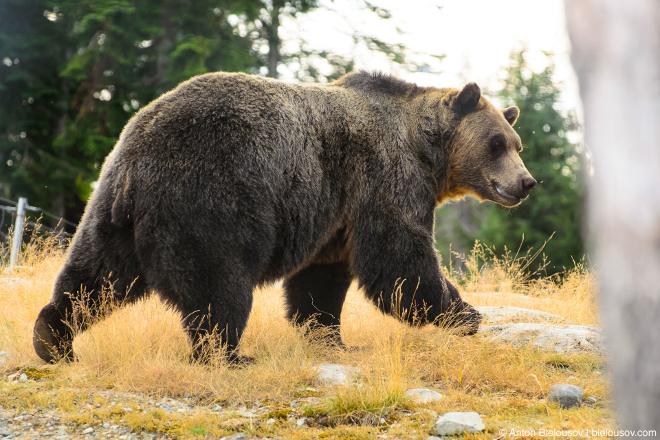 Grouse Mountain grizzly bear