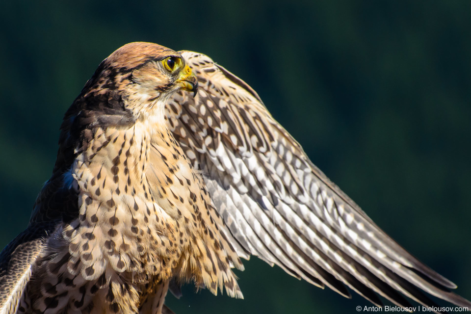 Краснохвостый сарыч / Red-tailed Hawk