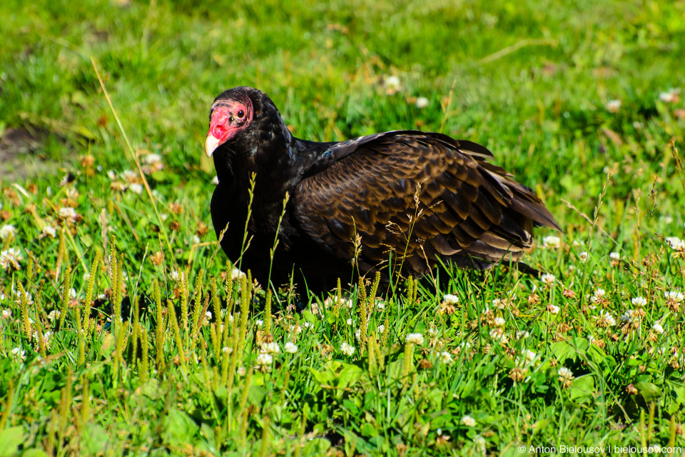 Гриф-нидейка / Turkey Vulture