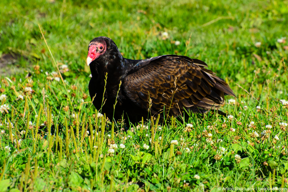Гриф-нидейка / Turkey Vulture Гриф-нидейка / Turkey Vulture