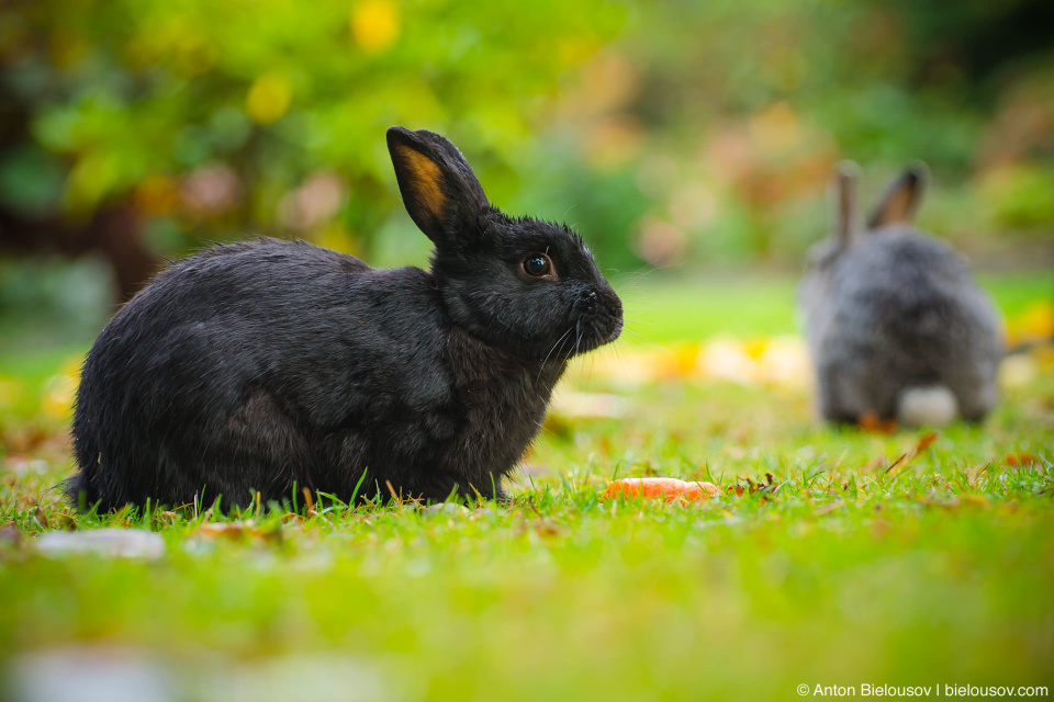 Black rabbit in Minoru Park, Richmond, BC
