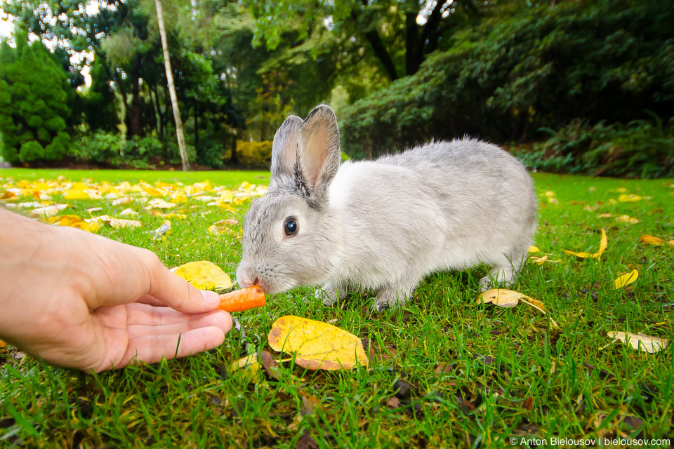 Feeding a bunny in Minoru Park (Richmond, BC)