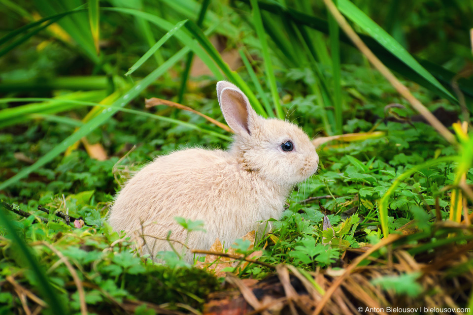 Baby bunny in Minoru Park (Richmond, BC)