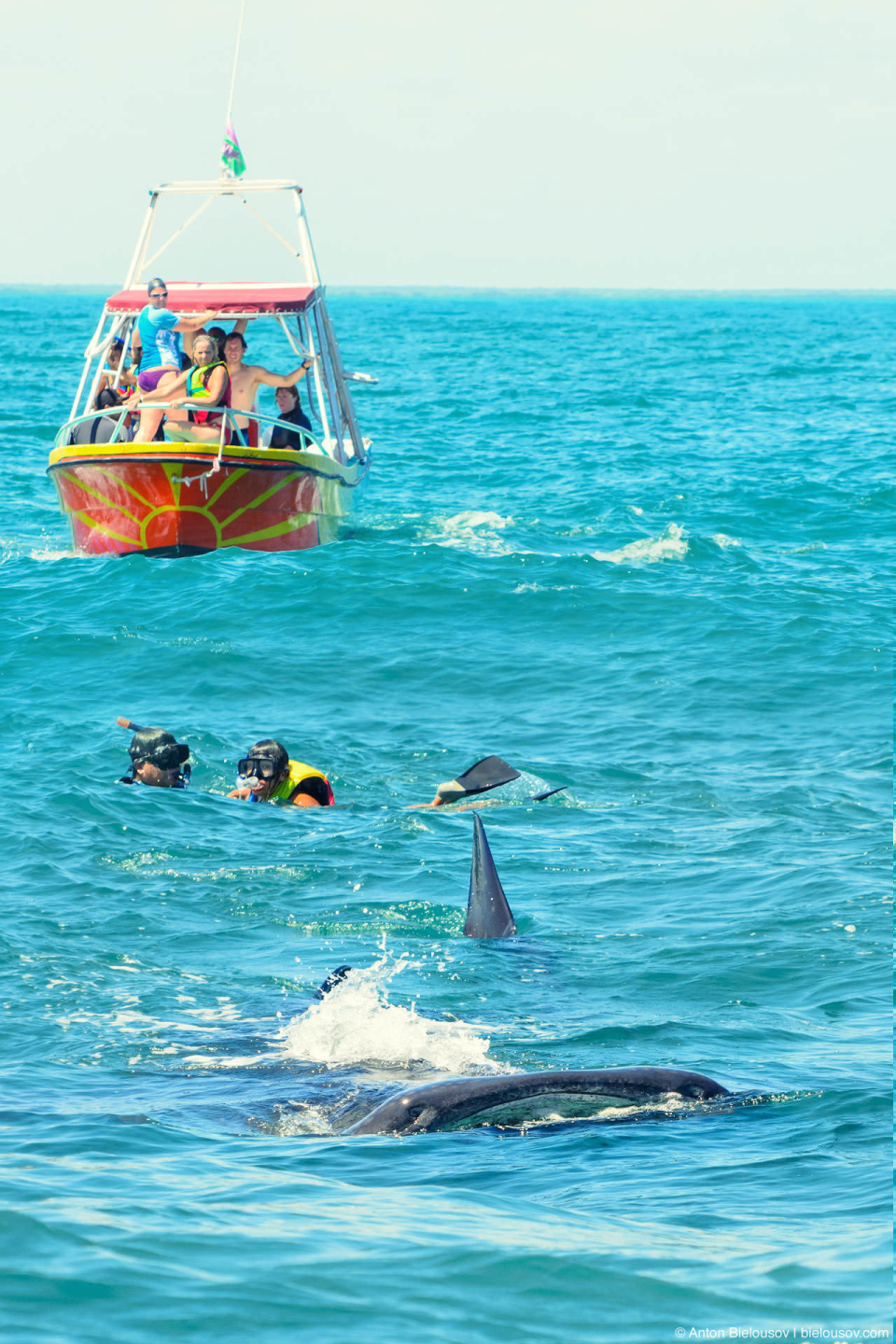 Снорклинг с китовой акулой на Юкатане (Мексика)