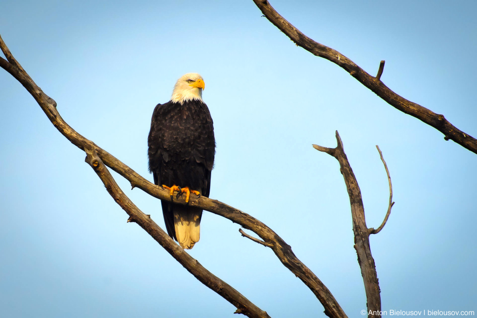 Bald Eagle — Steveston, Richmond, BC