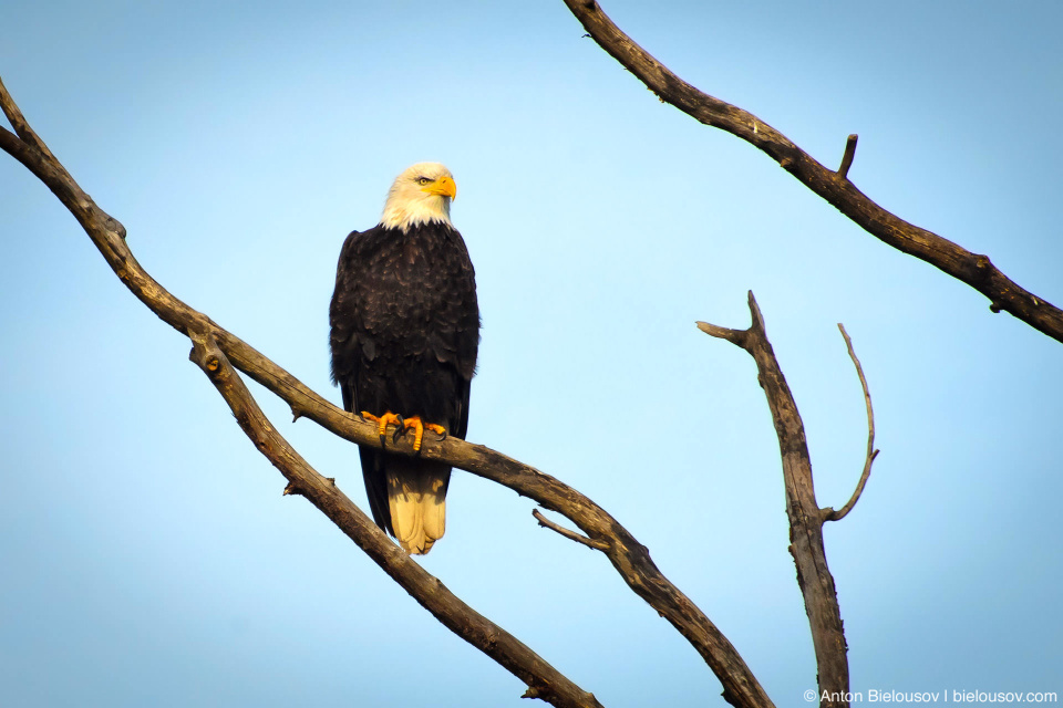 Bald Eagle — Steveston, Richmond, BC Bald Eagle — Steveston, Richmond, BC