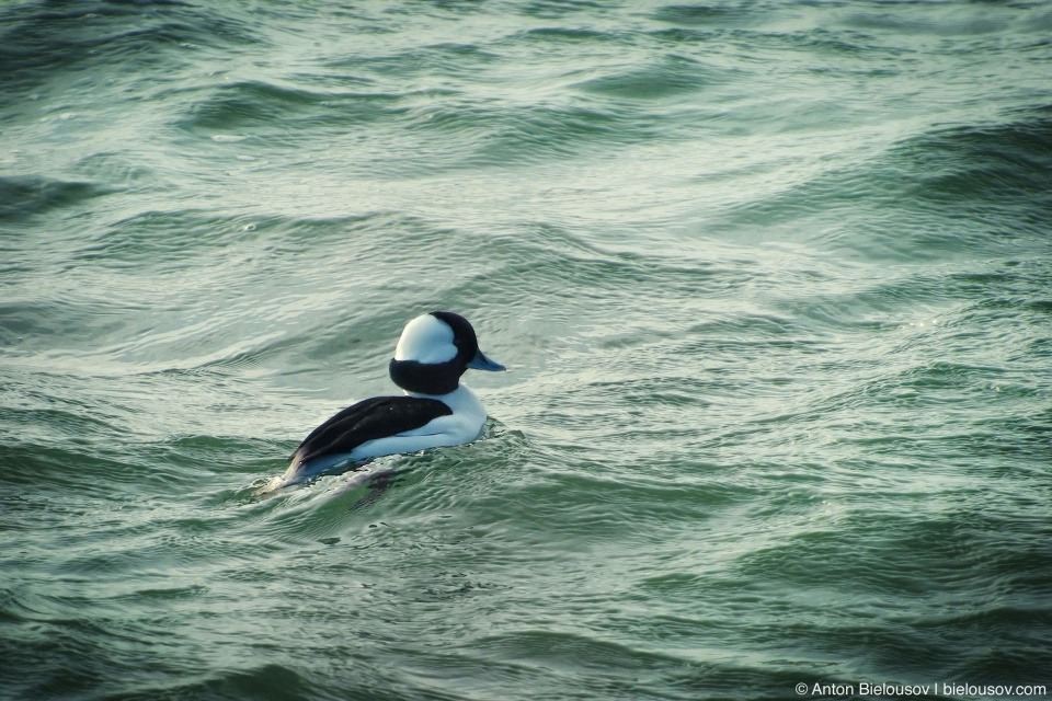 Малый гоголь или гоголь-головастик (Bufflehead) Малый гоголь или гоголь-головастик (Bufflehead)