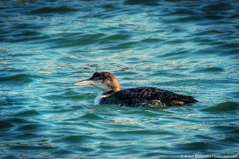 Молодая черноклювая гагара (common loon) в зимнем оперении Common loon juvenile in winter