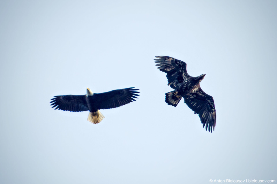 Bald Eagle (adult male and juvenile) — Steveston, Richmond, BC