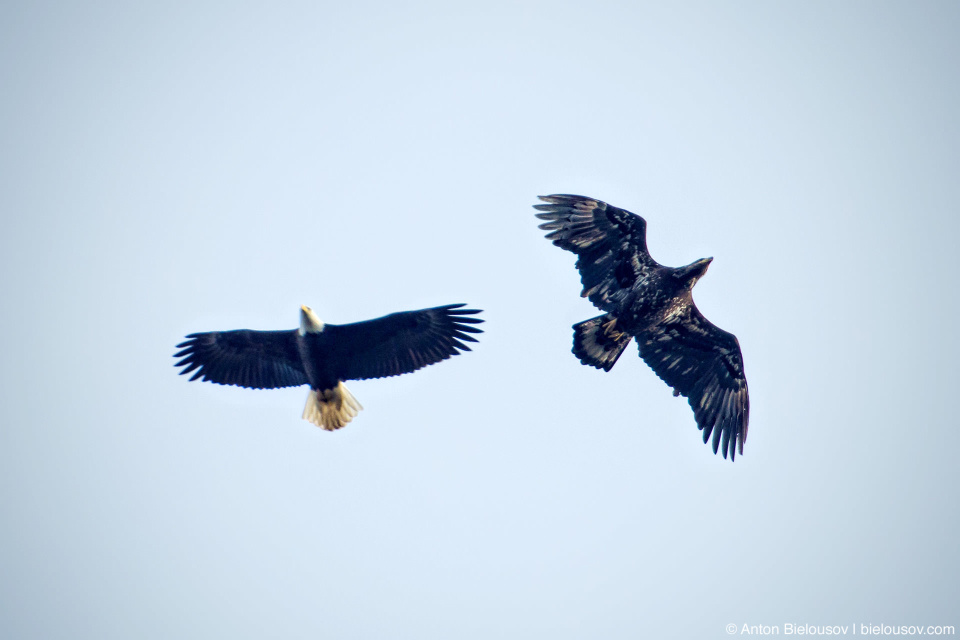 Bald Eagle (adult male and juvenile) — Steveston, Richmond, BC Bald Eagle (adult male and juvenile) — Steveston, Richmond, BC