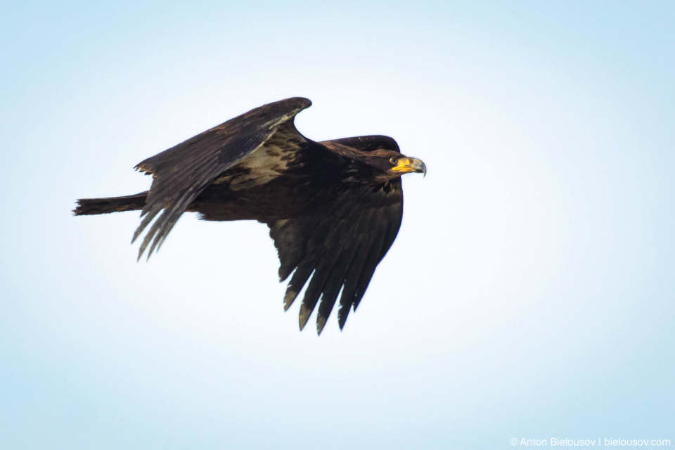 Bald Eagle (juvenile) — Steveston, Richmond, BC Bald Eagle (juvenile) — Steveston, Richmond, BC