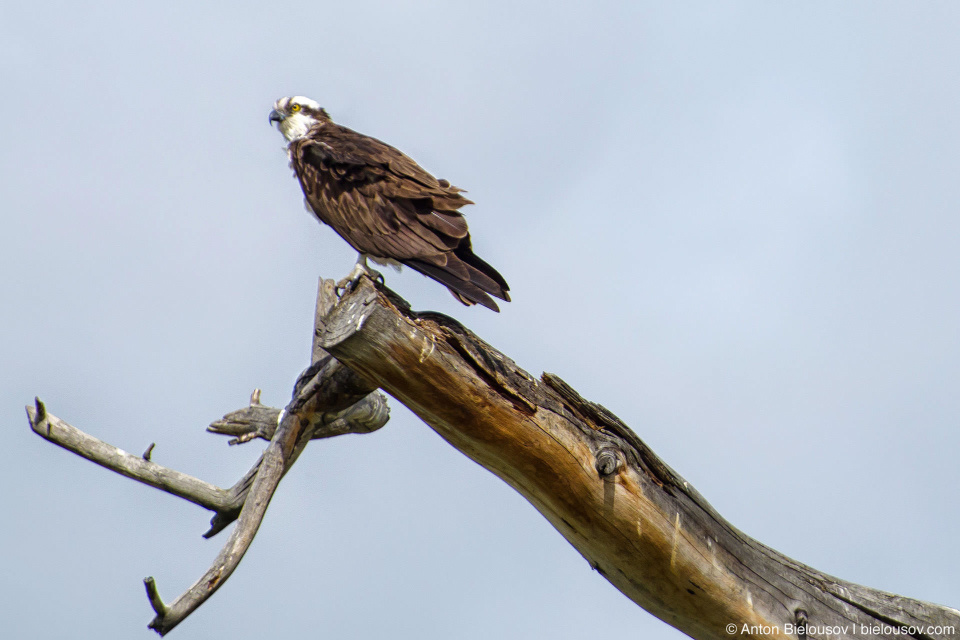 Osprey / Скопа Крупная птица (размах крыльев: 145—170 см) из очень бедного на разновидности семейства скопиных отряда соколообразных. Единственная хищная птица, чье диета состоит только из рыбы. Распространены на всех контенентах кроме антарктиды. Канадские скопы гнездятся практически по всей стране кроме крайнего севера, но улетают на зиму в Центраьную Америку. При этом молодняк остается в теплых странах до полового созревания. В России и Белорусии занесены в Красную книгу. Osprey / Скопа Крупная птица (размах крыльев: 145—170 см) из очень бедного на разновидности семейства скопиных отряда соколообразных. Единственная хищная птица, чье диета состоит только из рыбы. Распространены на всех контенентах кроме антарктиды. Канадские скопы гнездятся практически по всей стране кроме крайнего севера, но улетают на зиму в Центраьную Америку. При этом молодняк остается в теплых странах до полового созревания. В России и Белорусии занесены в Красную книгу.