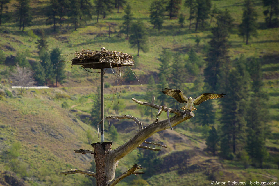 Osprey / Скопа Крупная птица (размах крыльев: 145—170 см) из очень бедного на разновидности семейства скопиных отряда соколообразных. Единственная хищная птица, чье диета состоит только из рыбы. Распространены на всех контенентах кроме антарктиды. Канадские скопы гнездятся практически по всей стране кроме крайнего севера, но улетают на зиму в Центраьную Америку. При этом молодняк остается в теплых странах до полового созревания. В России и Белорусии занесены в Красную книгу. Osprey / Скопа Крупная птица (размах крыльев: 145—170 см) из очень бедного на разновидности семейства скопиных отряда соколообразных. Единственная хищная птица, чье диета состоит только из рыбы. Распространены на всех контенентах кроме антарктиды. Канадские скопы гнездятся практически по всей стране кроме крайнего севера, но улетают на зиму в Центраьную Америку. При этом молодняк остается в теплых странах до полового созревания. В России и Белорусии занесены в Красную книгу.