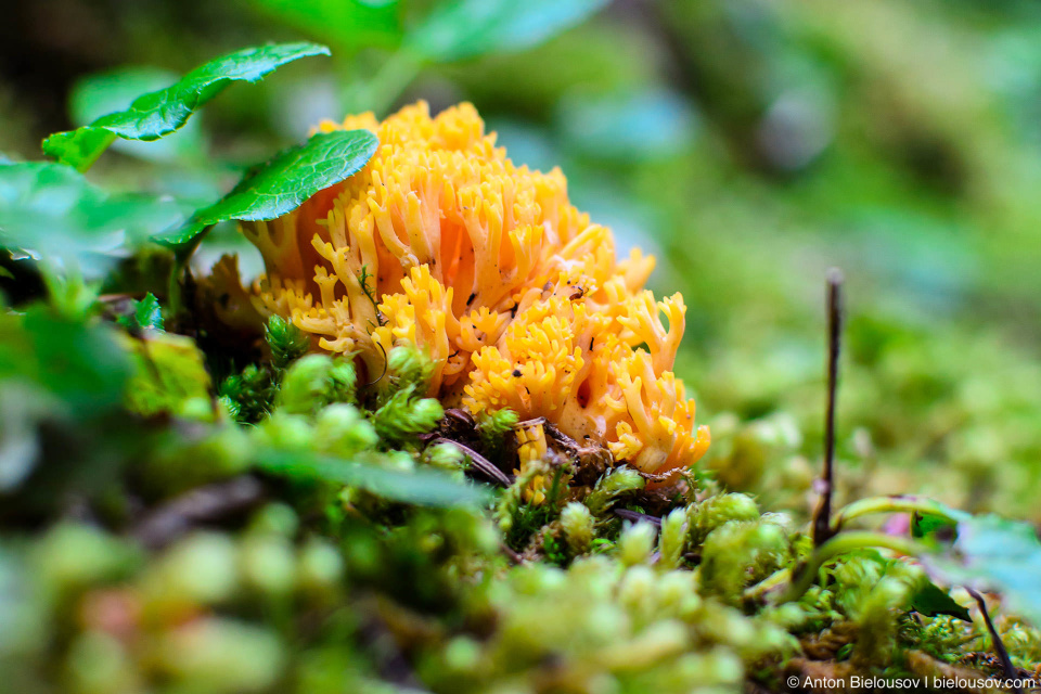 Желтая Рамария (Ramaria Flava) — одна из 1,200 разновидностей коралловых грибов