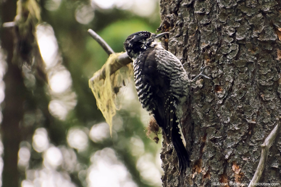 Downy Woodpecker Female — E.C. Manning Provincial Park, BC Downy Woodpecker Female — E.C. Manning Provincial Park, BC