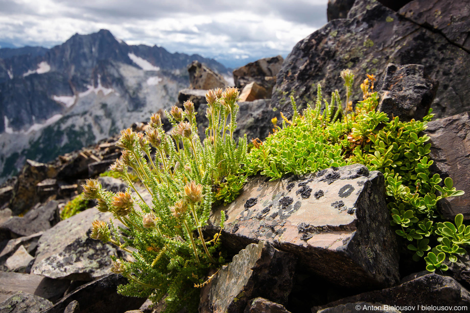 Frosty Mountain Vegetation: У многих горых растений из-за корткого альпийского лета можит уйти до четверти века чтобы дорости до периода цветения.