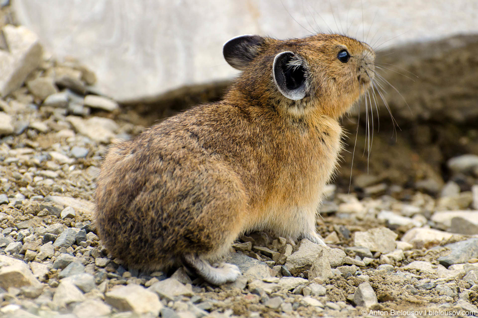 Пищуха (Pika)