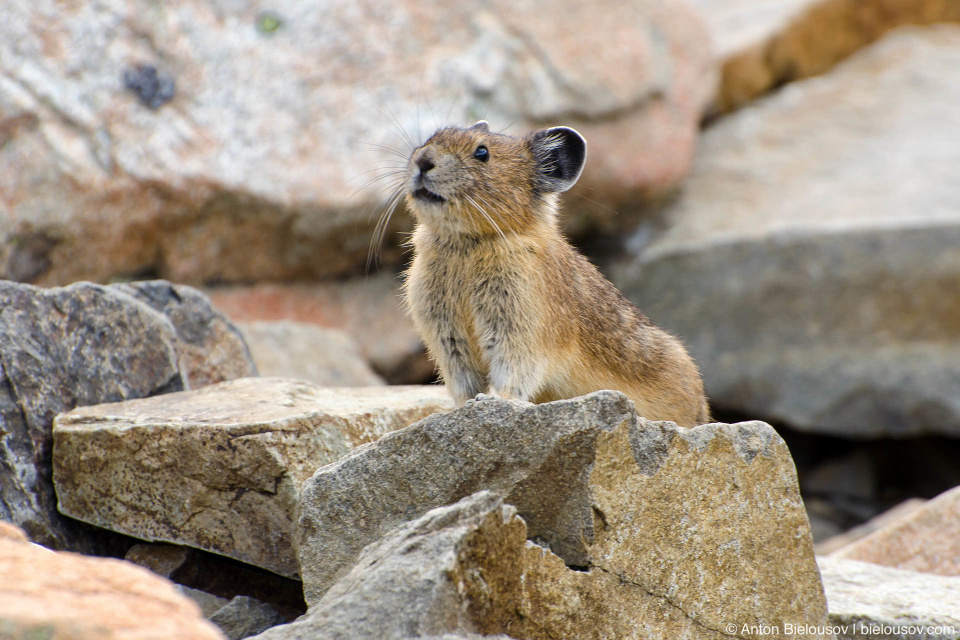 Пищуха (Pika) — Frosty Mountain, Manning Provincial Park, BC