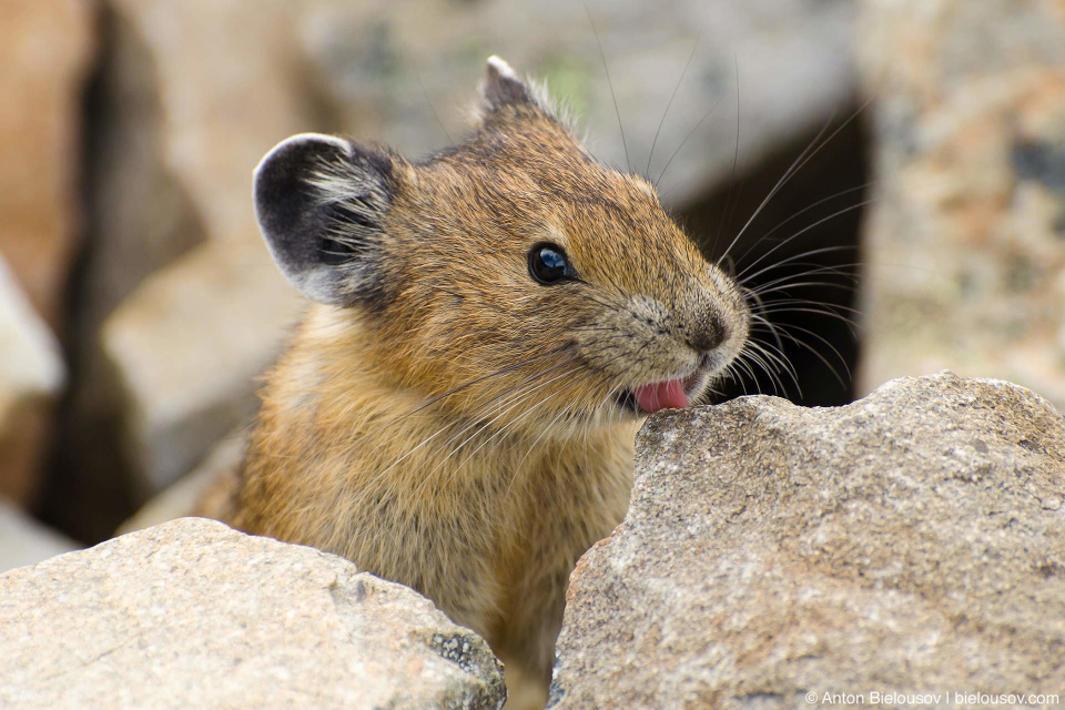 Пищухи (Pika) селятся в крупнокаменистых осыпях, где устраивают гнезда в пустотах между камнями, вот и здешние камни они облюбовали как идеальное укрытие от и без того немногочисленных на этой высоте (2,200м) хищников.