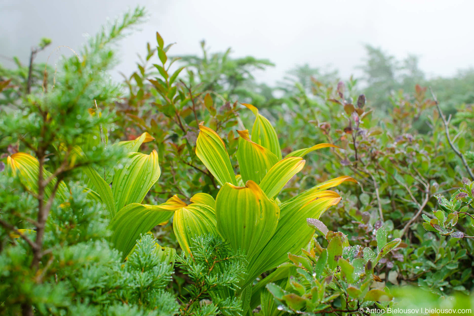 Seymour Mountain Trail vegetation in the fog