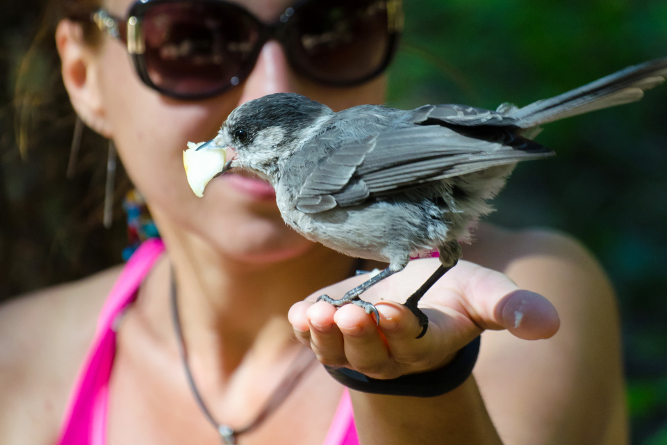 До тех пор, пока птицы не начнут садиться на руки. Канадская кукушка (Gray jay или Canadian jay)