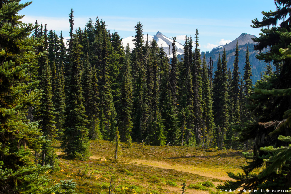 Taylor Meadows trail: Вид на горы сзади заставляет оборачиваться каждые несколько секунд.