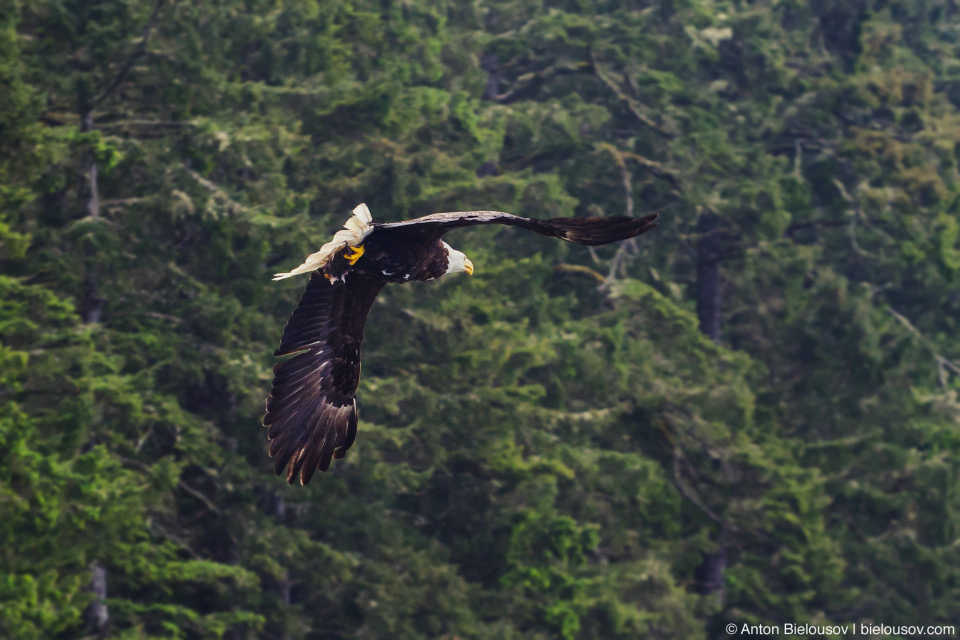 Bald Eagle — West Coast Trail, Vancouver Island, BC