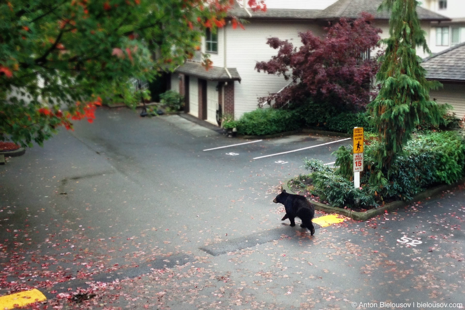 Медведь на парковке перед домом
