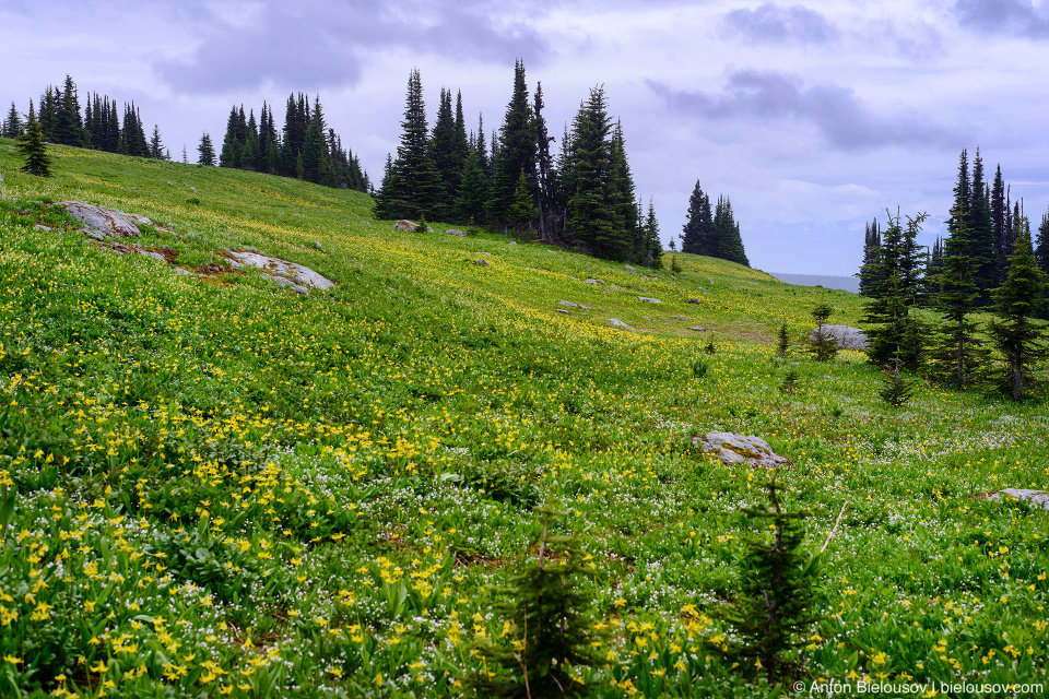 Glacier Lilies, Flower Meadows, Trophy Mountain (Wells Gray Provincial Park, BC)