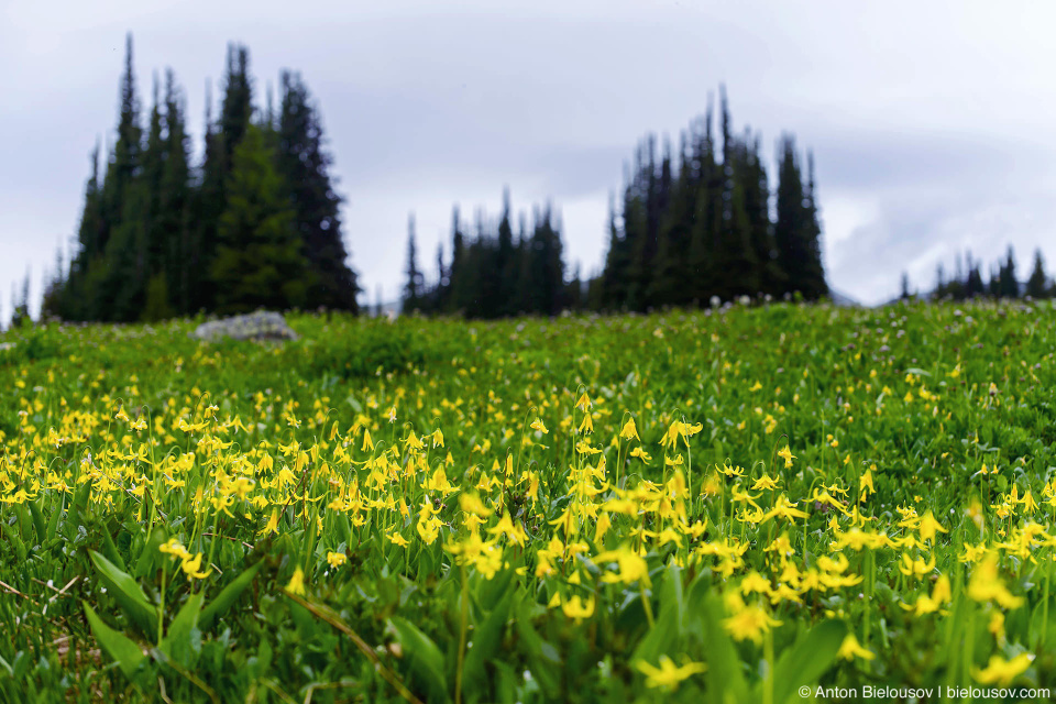 Glacier Lilies Flower Meadows (Trophy Mountain, Wells Gray Provincial Park, BC)