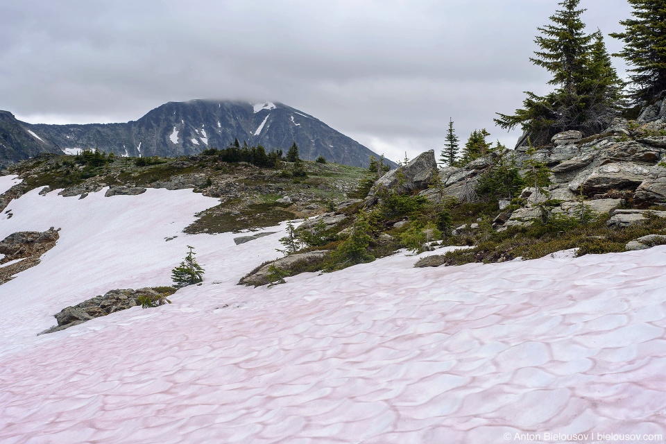 Pink snow, on Trophy Mountain, July 1 2016
