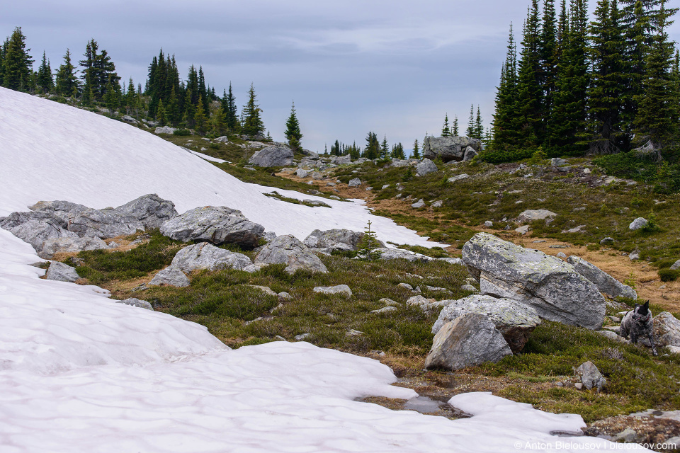 Снег на тропе на Trophy Mountain (Wells Gray Provincial Park, BC)