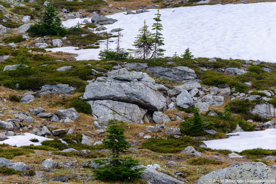 Альпийская тундра, Trophy Mountain (Wells Gray Provincial Park, BC)