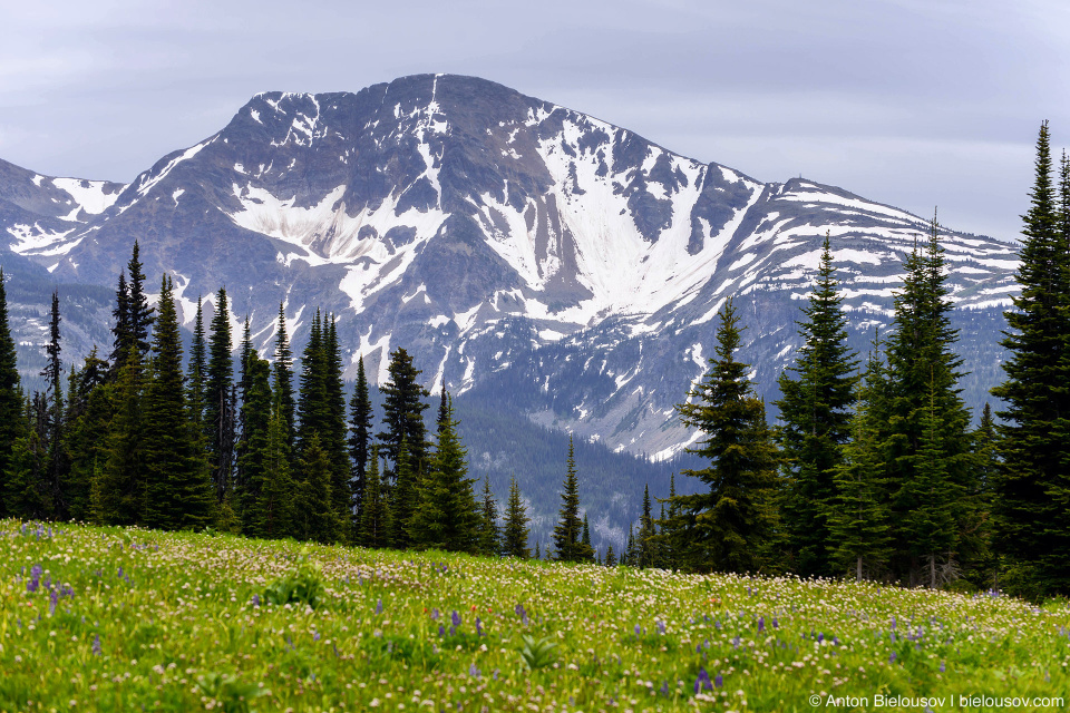 Flower Meadows, Trophy Mountain (Wells Gray Provincial Park, BC)